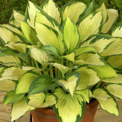 Hosta 'Paul's Glory' (Ships in Spring) 