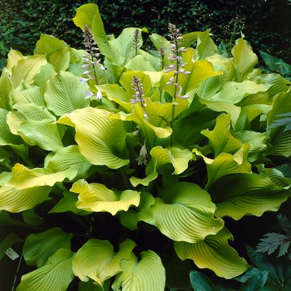 Hosta 'August Moon' (Ships in Spring) 