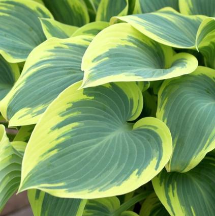 Hosta 'First Frost' (Ships in Spring) 