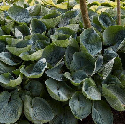 Hosta 'Abiqua Drinking Gourd' (Ships in Spring) 