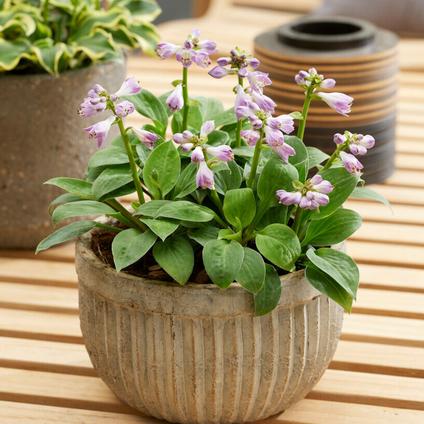 Hosta 'Blue Mouse Ears' (Ships in Spring) 