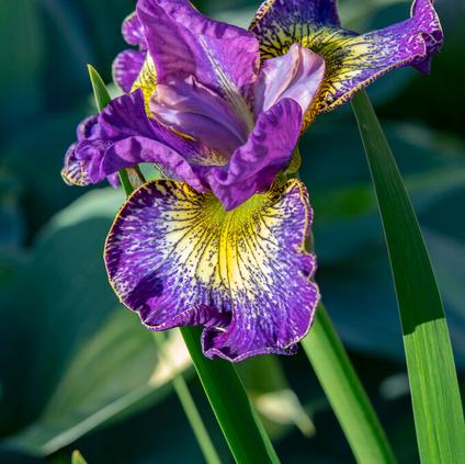 Iris siberica 'How Audacious' (Ships in Spring) 