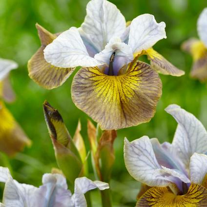 Iris siberica 'Peacock Butterfly Uncorked' 