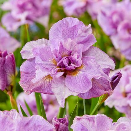 Iris siberica 'Pink Parfait' (Ships in Spring) 