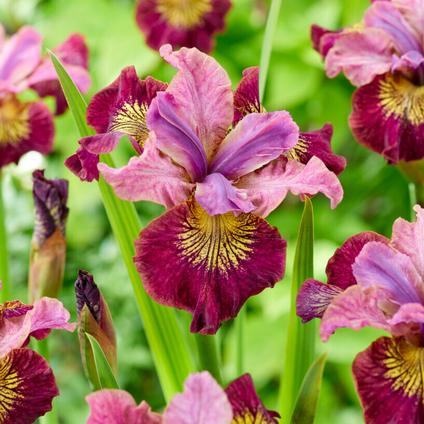Iris siberica 'Peacock Butterfly Miss Apple' 