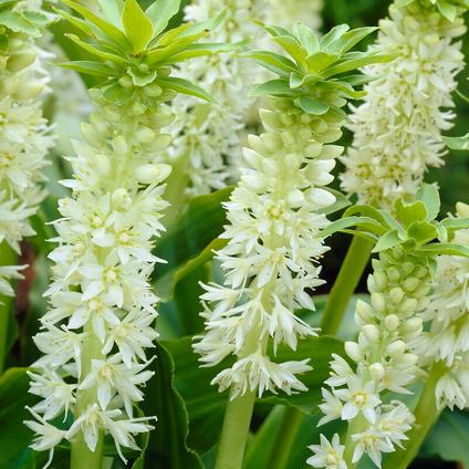 Eucomis 'Autumnalis' (Ships in Spring) 