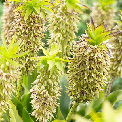 Eucomis 'Bicolor' (Ships in Spring) 