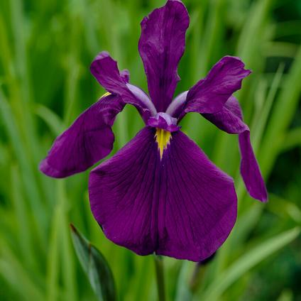 Iris ensata 'Variegata' (Ships in Spring) 