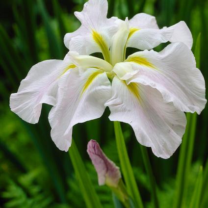 Iris ensata 'Gold Bound' (Ships in Spring) 