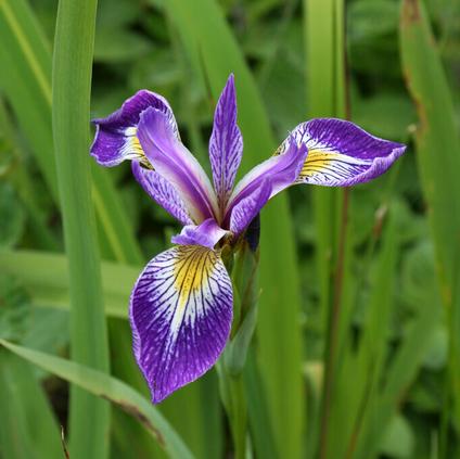 Iris versicolor 'Blue Flag' (Ships in Spring) 