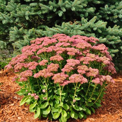 Sedum Tall Upright Clumping 'Autumn Joy' 