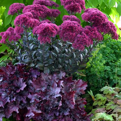 Sedum Tall Upright Clumping 'Thunderhead' 