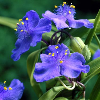 Tradescantia andersoniana 'Zwanenburg Blue' (Ships in Spring) 