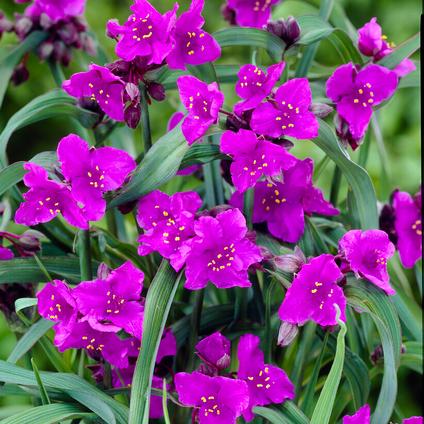 Tradescantia andersoniana 'Concord Grape' (Ships in Spring) 