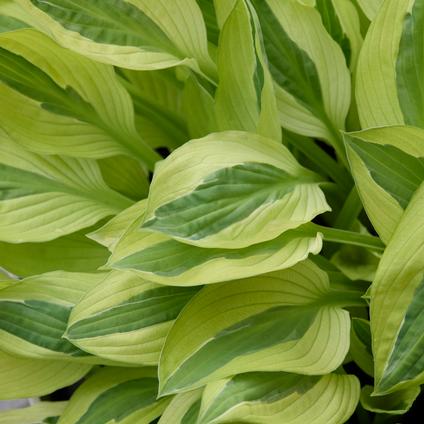 Hosta 'Yellow Polka Dot Bikini' (Ships in Spring) 