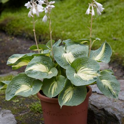 Hosta 'Dream Queen' (Ships in Spring) 