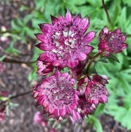 Astrantia major 'Burgundy Manor' (Ships in Spring) 