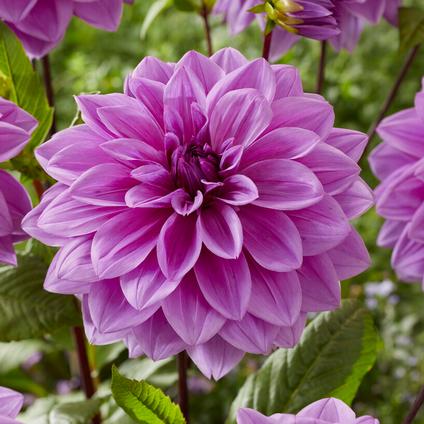 Dahlia Dinnerplate 'Lilac Time' (Ships in Spring) 