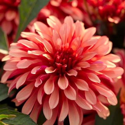 Dahlia Gallery 'Art Deco' (Ship in Spring) 