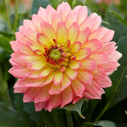 Dahlia Gallery 'Pablo' (Ships in Spring) 