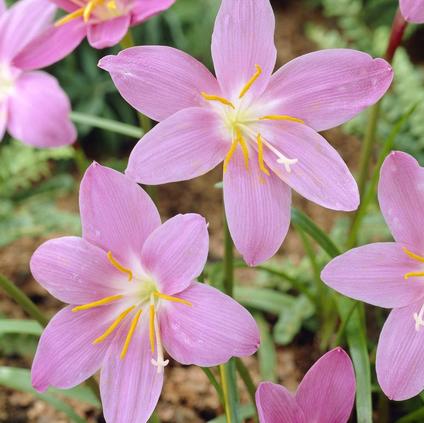 Zephyranthes 'Robustus' 