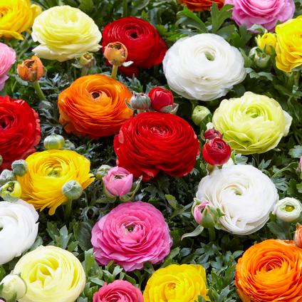 Ranunculus Aviv 'Mixture' (Ships in Spring) 