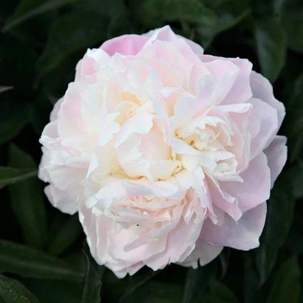 Paeonia 'Shirley Temple' (Ships in Spring) 