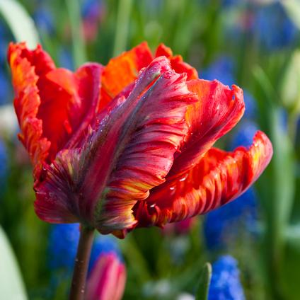 Tulipa Parrot 'Rasta Parrot' 