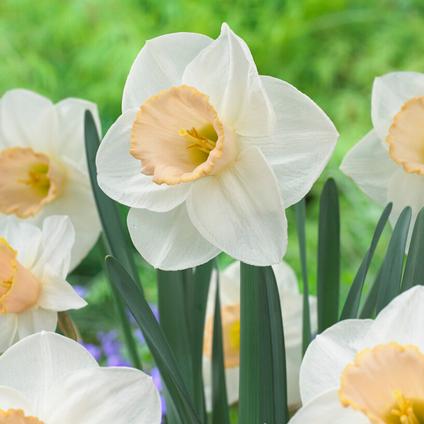 Narcissi Large Cupped 'Salome' 