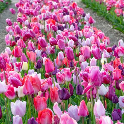 Tulipa Long-lasting 'All Season Pink & Purple Mix' 