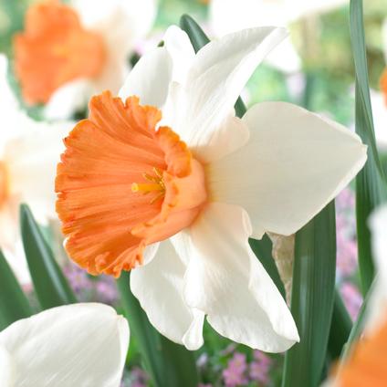 Narcissi Trumpet 'Chromacolor' 