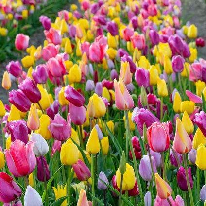 Tulipa Long-lasting 'All Season Pink & Yellow Mix' 