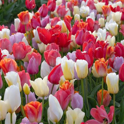 Tulipa Long-lasting 'Two-Tone Mix' 