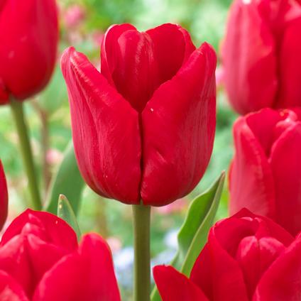 Tulipa Triumph 'Ile de France' 