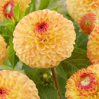 Dahlia Ball 'Sunny Boy' (Ships in Spring) 