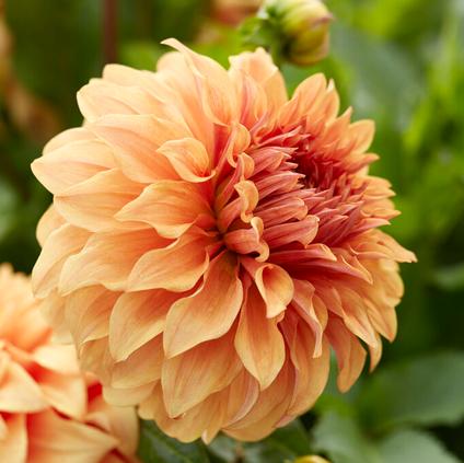 Dahlia Dinnerplate 'Great Hercules' (Ships in Spring) 