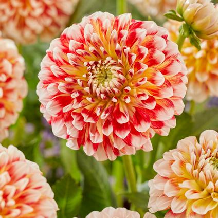 Dahlia Ball 'Jowey Fantasy' (Ships in Spring) 