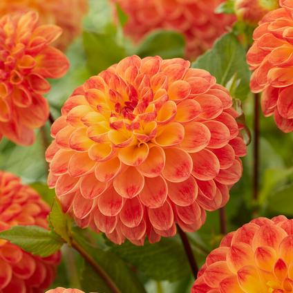 Dahlia Ball 'Jowey Chantal' (Ships in Spring) 
