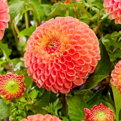 Dahlia Ball 'Jowey Nicky' (Ships in Spring) 