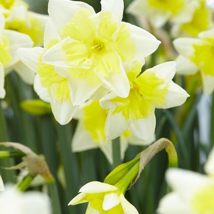 Narcissi Bunch Flowering 'Prom Dance' 