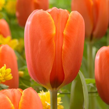 Tulipa Darwin Hybrid 'Triple A' 