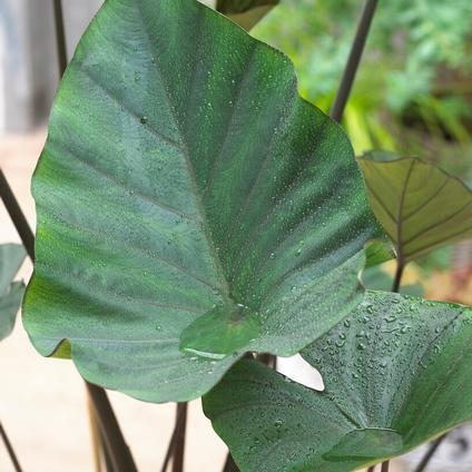 Colocasia Esculenta 'Tea Cup' (Ships in Spring) 