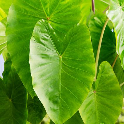 Colocasia Esculenta 'Maui Gold' (Ships in Spring) 