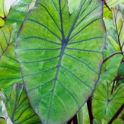 Colocasia Esculenta 'Blue Hawaii' (Ships in Spring) 