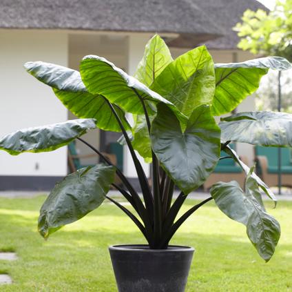 Colocasia Esculenta 'Black Stem' (Ships in Spring) 