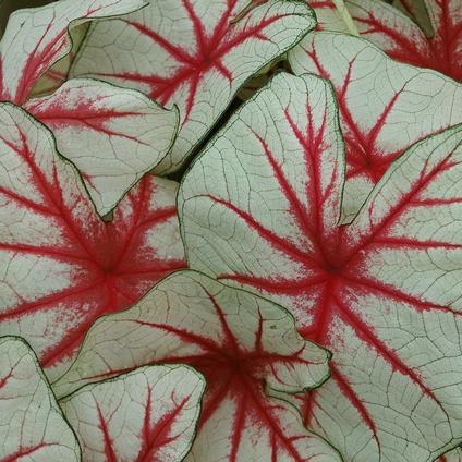 Caladium Fancy Leaf 'Fiesta' (Ships in Spring) 