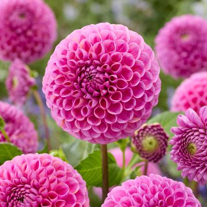 Dahlia Ball 'Isabel' (Ships in Spring) 