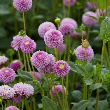 Dahlia Pompon 'Lipoma' (Ships in Spring) 