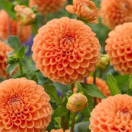 Dahlia Ball 'Sylvia' (Ships in Spring) 