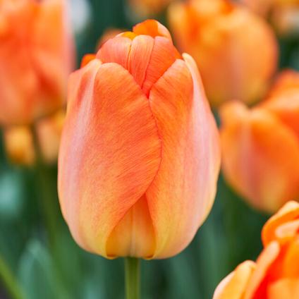 Tulipa Darwin Hybrid 'Daydream' 